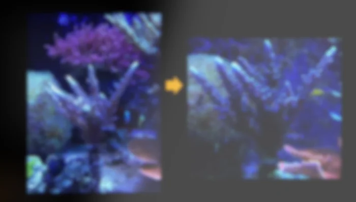 Identify if corals are starving (pale, faded, poor polyp extension).