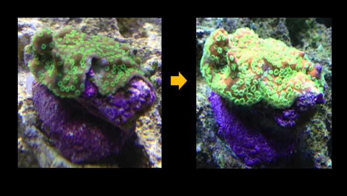 Assess current light intensity (PAR).
