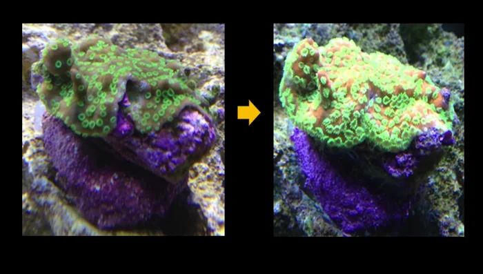 Increase light intensity gradually.