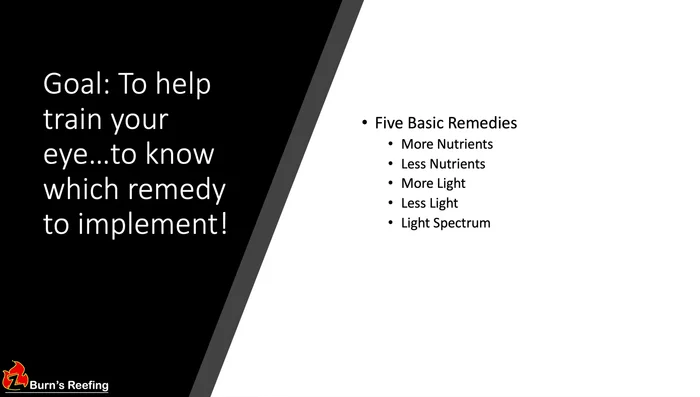 Adjust spectrum by adding more red or purple tones (for pink corals).