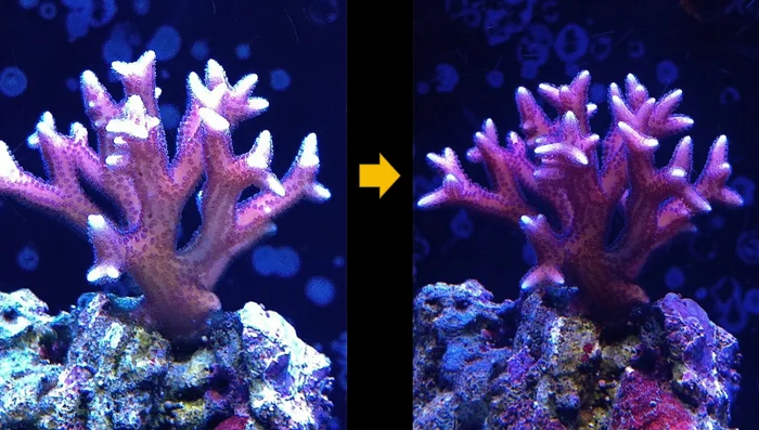Adjust spectrum by adding more red or purple tones (for pink corals).