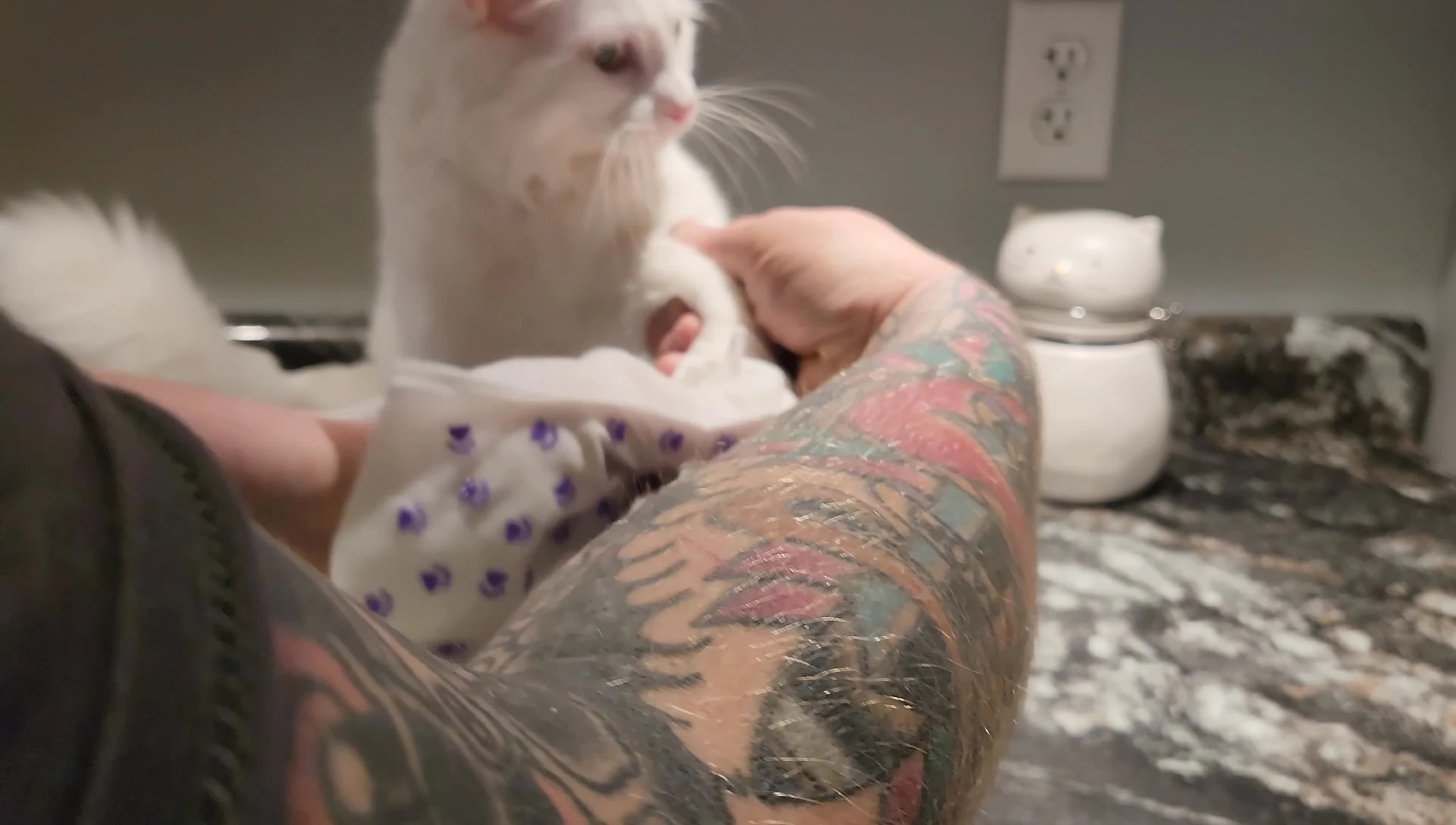 Applying the glove wipe to the cat.