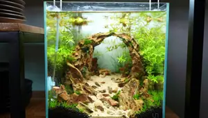 Nano Aquascape Setup: The Cave Arch Method