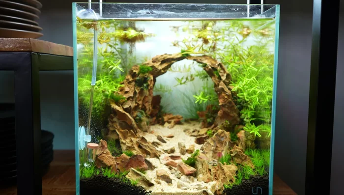 Add filter, CO2 system, and aquatic life (optional).