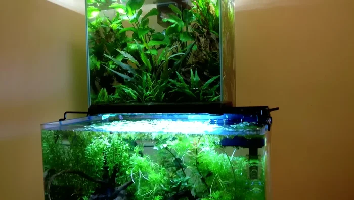 Arrange hardscape elements (reef stone, manzanita wood, etc.) to create an interesting layout.