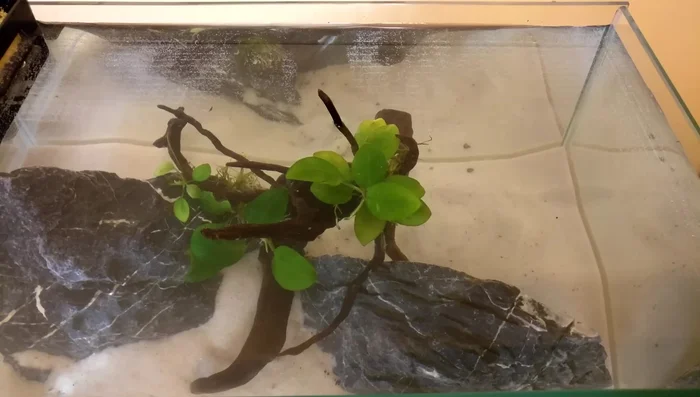 Add floater plants to cover the surface and prevent jumping.