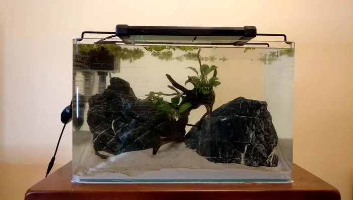 Cycle the tank: using beneficial bacteria, fish food, or water from an established tank.