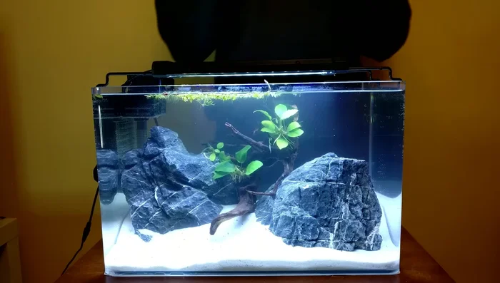 Acclimate the fish gradually before introducing it to the tank.