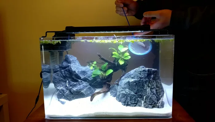 Acclimate the fish gradually before introducing it to the tank.