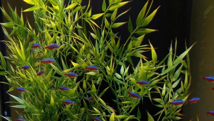 Your Easy Plant Sets: Variety of Styles & Decor