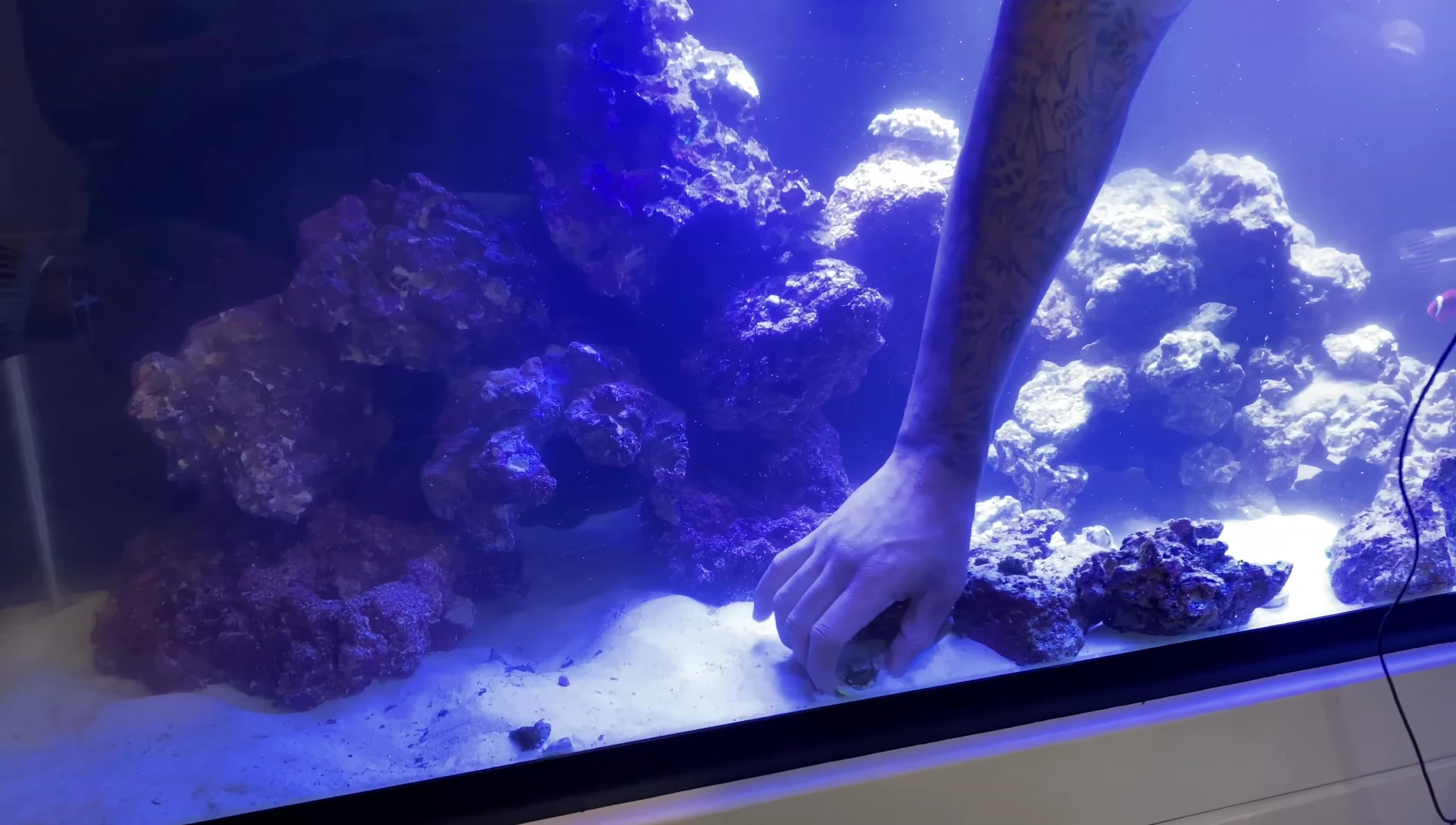 The aquarist adjusts the placement of a stressed coral.