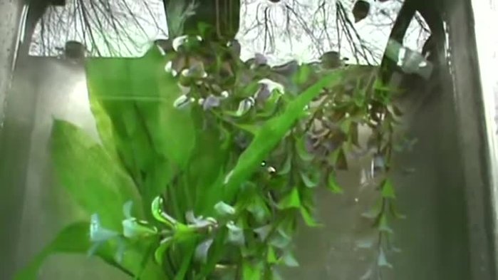 Submerge your plants in the bleach solution.