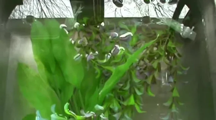 Add a water conditioner (like Stress Coat) to the rinsing water to help neutralize the chlorine.