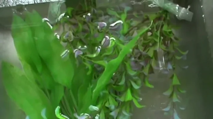 Let the plants air dry until there's no noticeable bleach smell.