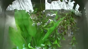 Safely Cleaning Aquarium Plants with Bleach: A Step-by-Step Guide