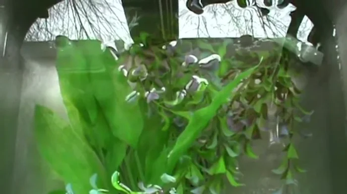 Let the plants air dry until there's no noticeable bleach smell.