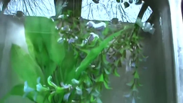 Add about one cup of bleach to the water. You can adjust the amount, but thorough rinsing is crucial.