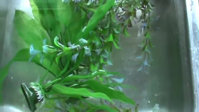 Add about one cup of bleach to the water. You can adjust the amount, but thorough rinsing is crucial.