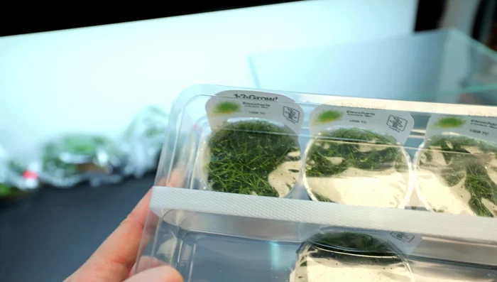 Plant the tank: Prepare Dwarf Hair Grass by separating into smaller clumps, plant densely for a carpet effect.