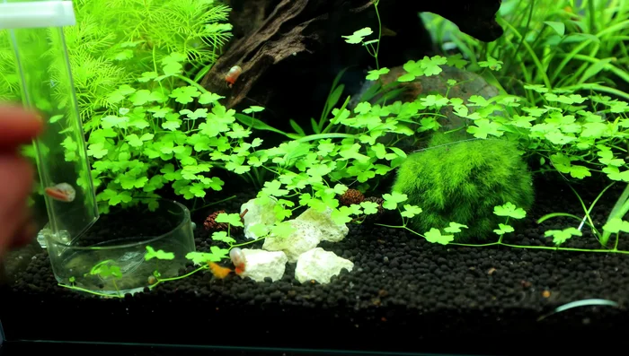 Add background plants: Use Hydrocotyle japan for a carpeting effect in the background areas.