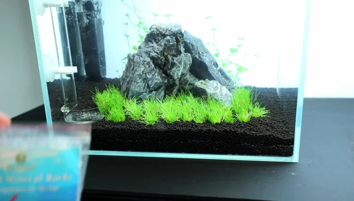 Add botanicals: Incorporate various botanicals for biofilm creation and shrimp grazing.