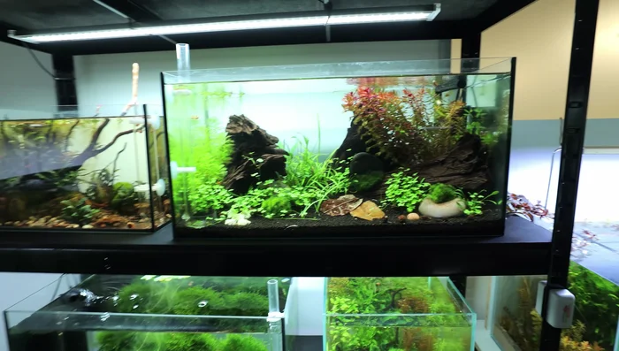 Add substrate: Use Aqua Soil as the main layer, possibly with a base layer of gravel for height.