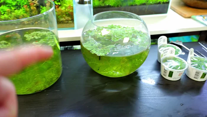 Add shrimp: Introduce shrimp, starting with a smaller number (e.g., 10) to monitor colony growth.