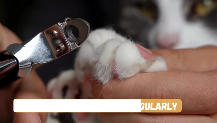 Trim your cat's nails regularly: Long nails can make scratching uncomfortable.