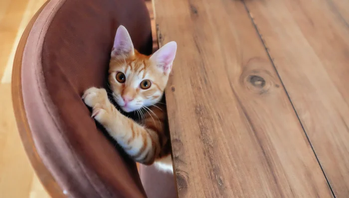 Cover unwanted scratching surfaces: Use double-sided tape or aluminum foil to deter scratching.