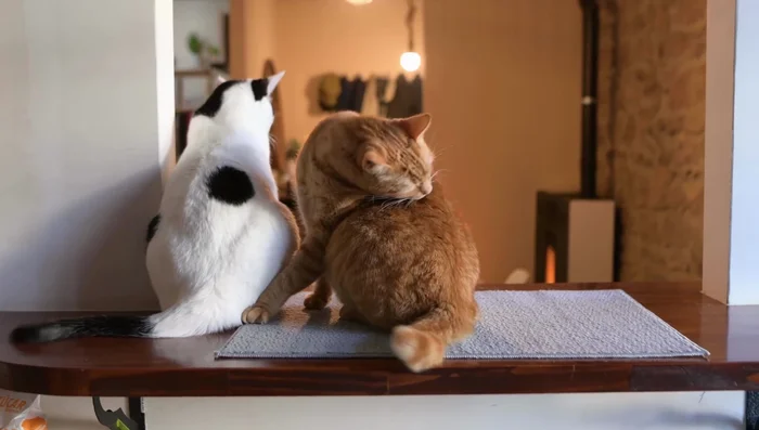 Use multiple scratching posts if necessary: This is especially helpful for multiple cats or large homes.