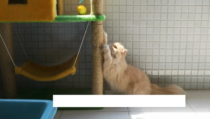 Ensure the scratching post is stable: A wobbly post is less appealing.