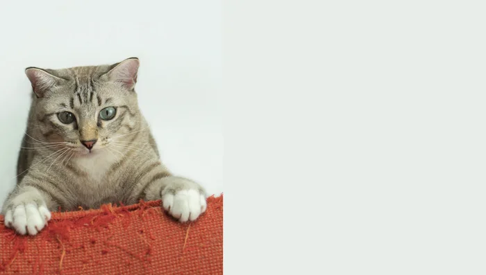 Avoid punishment: Focus on positive reinforcement and addressing the root cause of unwanted scratching behavior.