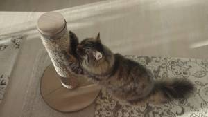 Top 10 Tips:  Train Your Cat to Love Their Scratching Post!