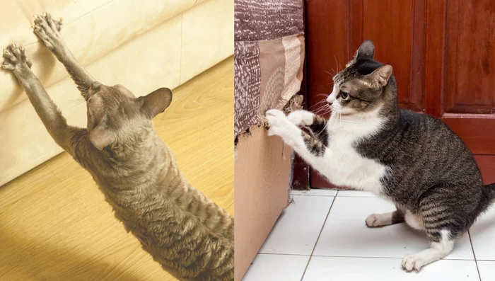 Choose the right scratching post: Consider material (sisal, carpet), height, and angle to match your cat's preferences.