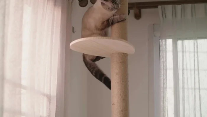 Place the scratching post in a visible, high-traffic area where your cat spends time.