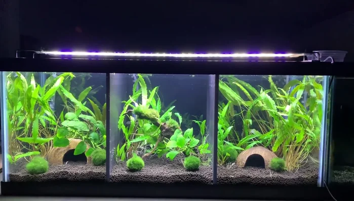 Add plants, decorations (wood, coconut hide).