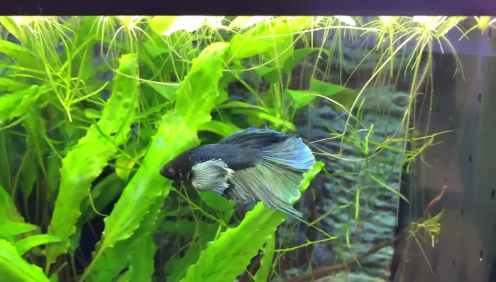 Add bettas to each section.