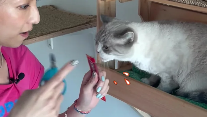 Prepare your cat's favorite treats. The goal is to use the treats as a distraction.