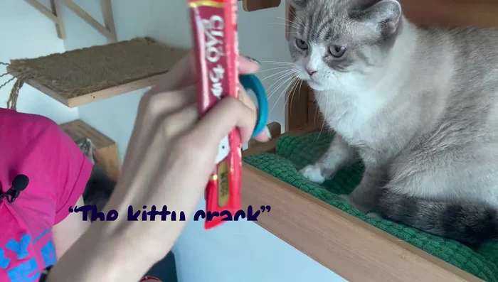 Hold the cat with one hand using your pinky and ring finger to secure the cat.