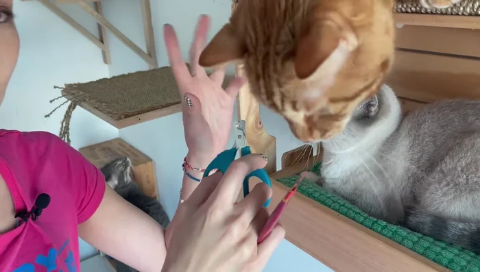 Keep your cat distracted by feeding them treats while clipping their nails. A calm, happy tone of voice helps.