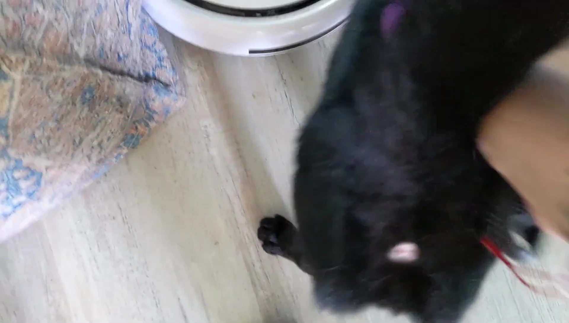 A large amount of fur removed after one pass with the Furminator.