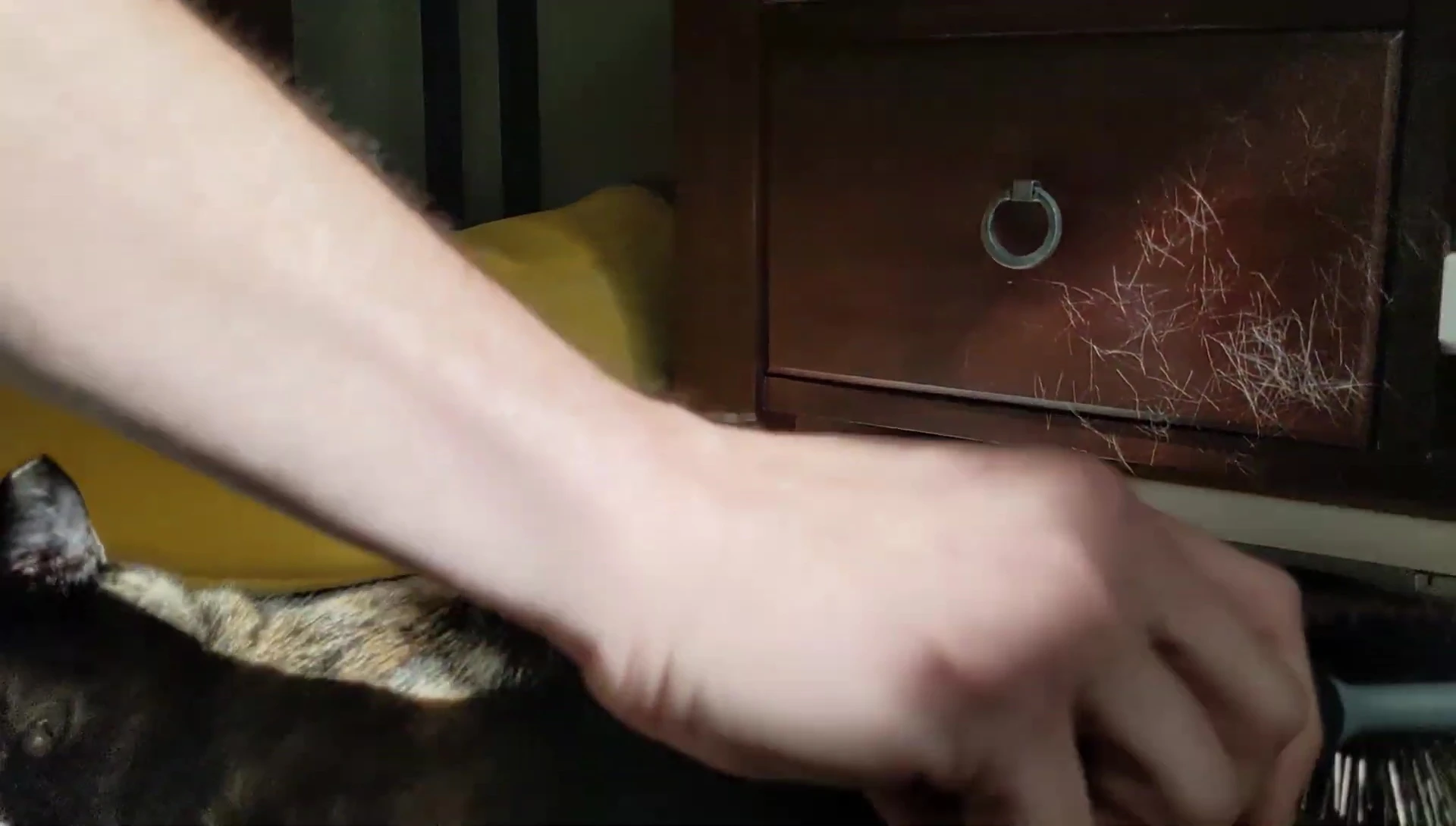 A bristle brush being used ineffectively on a cat.