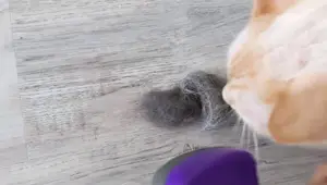 Best Cat Brushes: Furminator vs. Self-Cleaning Brush Review