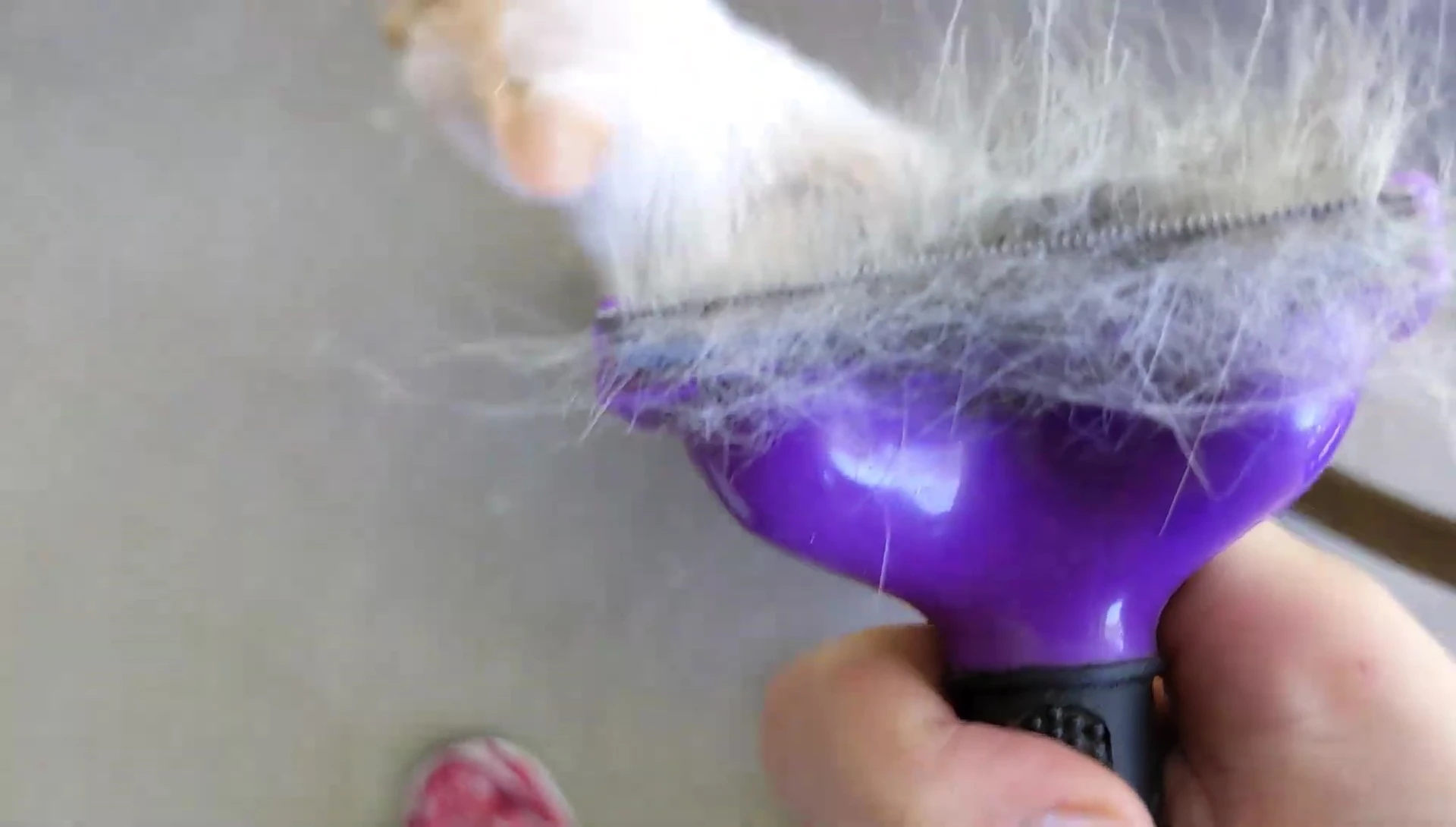 The cat enjoying being brushed with the Furminator.