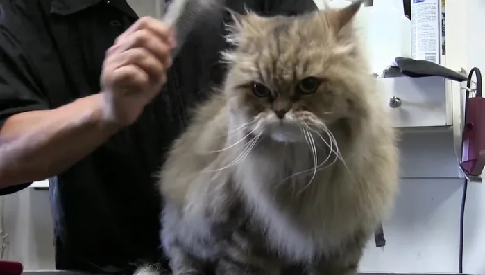 If encountering thick mats, use the brush first to loosen the fur before combing. This prevents excessive pulling.