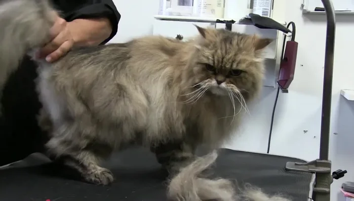 Roll the cat onto its side to reach the inner legs.