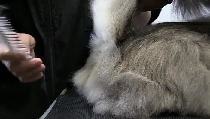 Roll the cat onto its side to reach the inner legs.