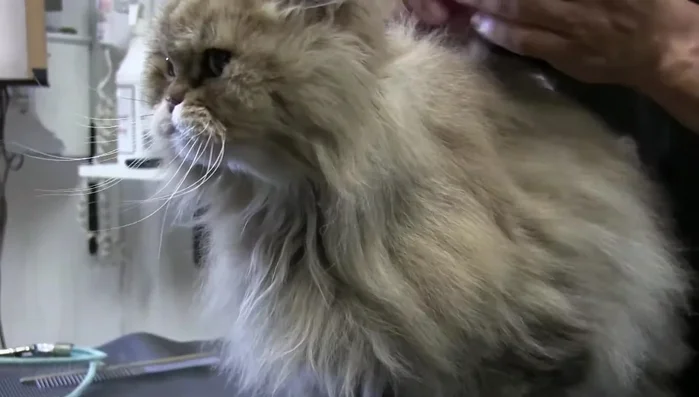 Begin by brushing behind the cat's ears, gently pushing the ears forward to access the fur.