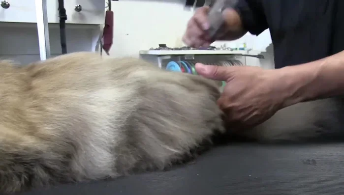 Gently brush and comb the tail, saving this step for last as cats are often less tolerant of tail grooming.