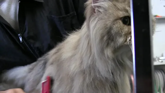 If encountering thick mats, use the brush first to loosen the fur before combing. This prevents excessive pulling.